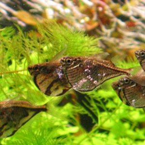 Carnegiella marthae & strigata2.jpg