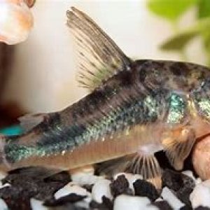 paleatus peppered.jpg