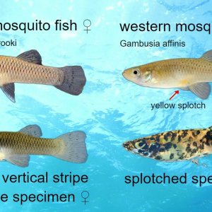 Gambusia females differences1.jpg