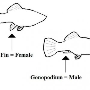 image-2ec812cc33958116c0eb5af9dd0fd8f9_v_1452609010.jpeg.jpg
