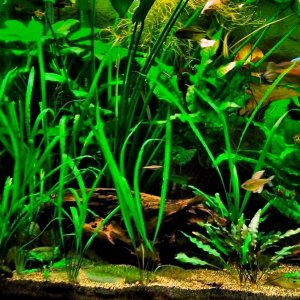 90g July 28-17 - Copy.JPG