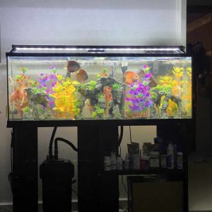 Gumtree discus tank1.jpg