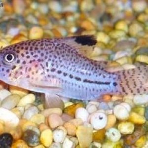 Corydoras julii2.jpg