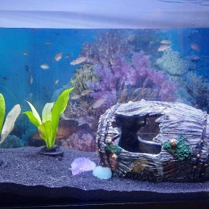 plant-kids tank.jpeg