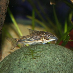scleromystax barbatus 1.JPG