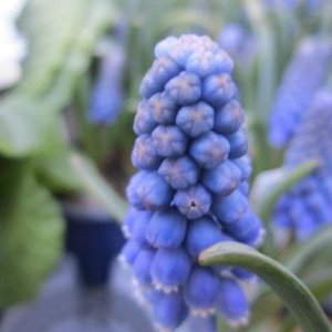 flower.jpg