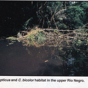 Upper Rio Negro Corydoras habitat498.jpg