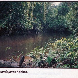 Upper Rio Negro Corydoras habitat499.jpg