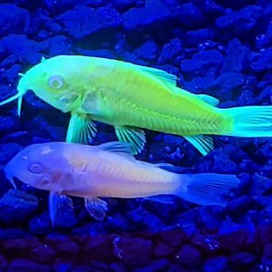 GloFish Corydoras.jpg