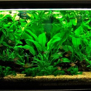 115g May 22-10.JPG