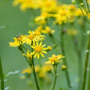 flowers & bee full size edit-9448.jpg