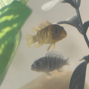 Mbuna.png