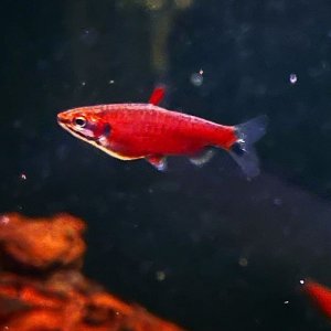 Nannostomus sp. Rio amaya.jpg