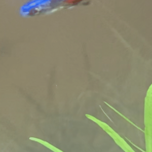 B0C41842-EED6-4B15-8D62-A9333F8A7B53.png