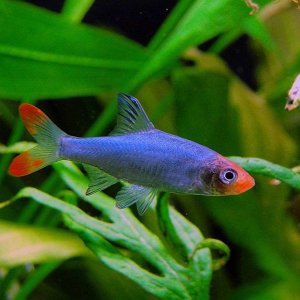 sawbwa_resplendens1-700x600.jpg