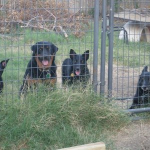 4dogsjune302011.JPG