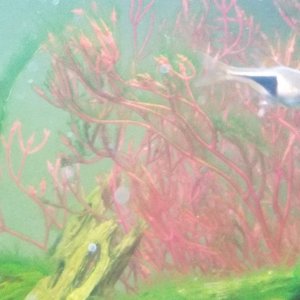rasbora.jpg