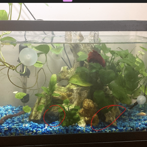 Tank pic.png