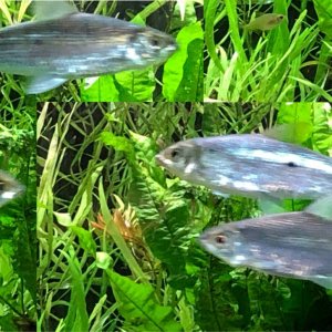 IMG_0172 comp2 Hemiodus.jpg