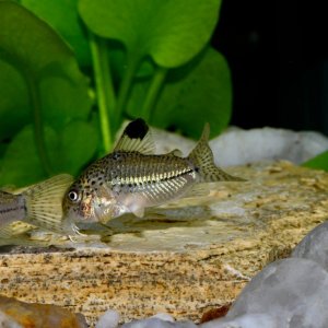 Corydoras julii, wild caught Rio Granjeiro NE Brazil (1).jpg