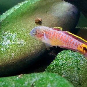 Adult Peacock Gudgeon [Male]