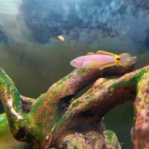 Adult Peacock Gudgeon [Female] || Name: Betsy