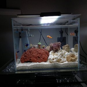 clownfivegallon.jpg