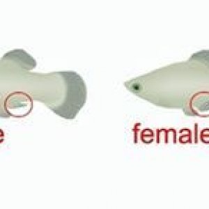 male-or-female-molly-fish.jpg