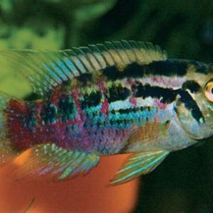L. araguaiae.jpg