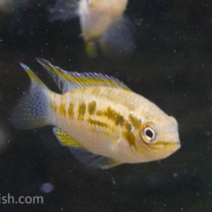 Dans-Fish-Smiling-Dwarf-Cichlid-Smiling-Dwarf-Cichlid-Laetacara-araguaiae-1-30d8c44eb86241e683...jpg