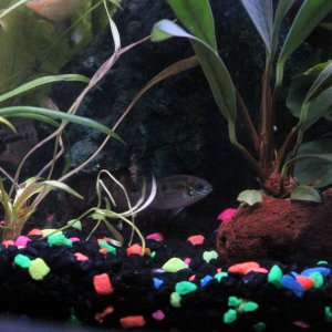 New cichlids small.JPG