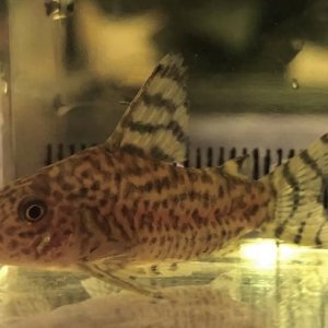 Corydoras thanatos.jpg