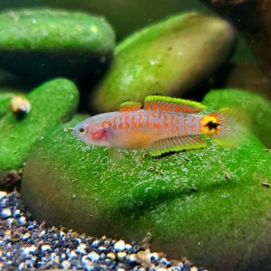 Adult Peacock Gudgeon [Female] || Name: Betsy