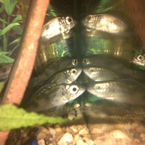 dwentis_cichlids.jpg