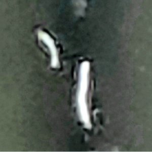 Screenshot_20221018-143530_Gallery.jpg