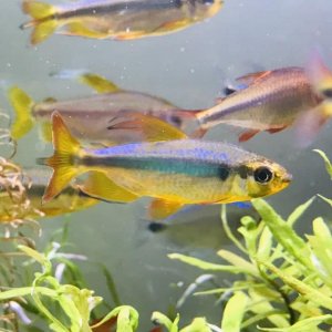 Alestopetersius brichardi1.jpg