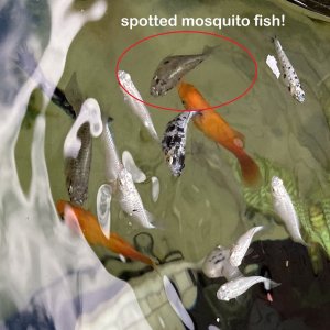 spotted mosquito fish 1.jpg