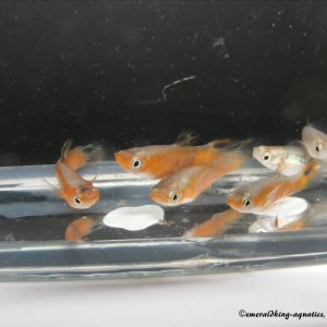 DSCF4760.JPG
