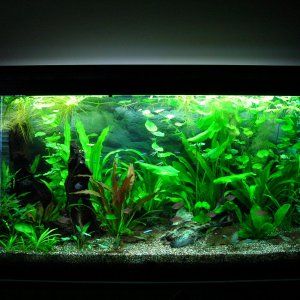 90g Jan 26-09 Fl.JPG