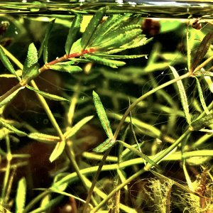 Narrow Leaf Anacharis close up