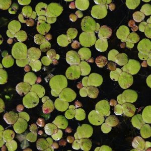 Spirodela polyrhiza1.jpg
