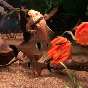 thumbnail_IMG_0068.jpg