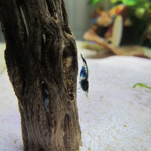 Shrimp.JPG