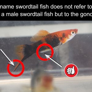 name reference sword in swordtail fish.jpg