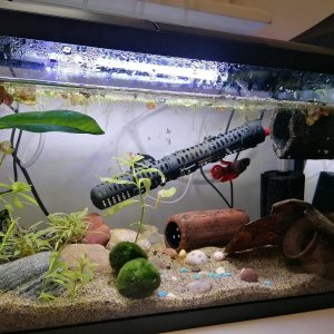 Betta.jpeg