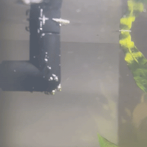 Gif 1.gif