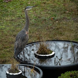 DSC_5953_2022-11-Heron et all reduced.jpg
