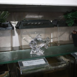 IMG_8125.JPG
