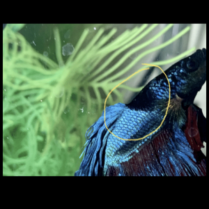 36FFA7F0-DF28-42EE-9854-861A8AB406AA.png