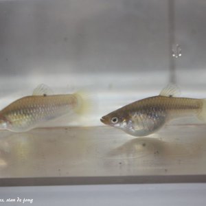livebearer3 051.jpg